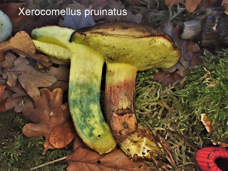 Xerocomellus pruinatus-amf338.JPG - Xerocomellus pruinatus ; Syn1: Xerocomus pruinatus ; Syn2: Boletus pruinatus ; Non français: Bolet pruineux